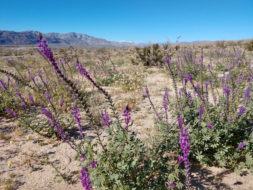 Long Purple wildflower with mountains in the background